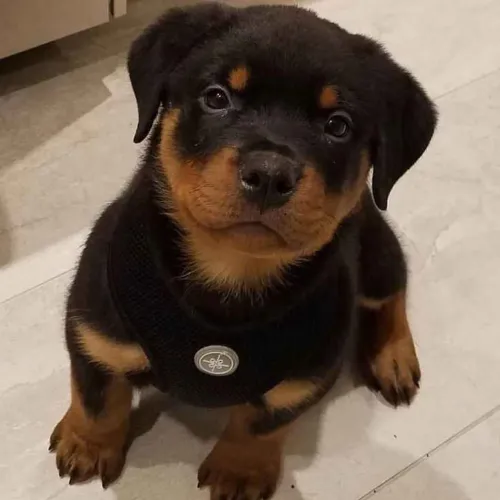 Filhote Rottweiler, A felicidade tem quatro patas e está te esperando!