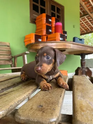 SALSICHINHA MINI CANILVILANOVADOGHOUSE 