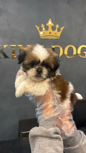 ? Seu Novo Shih Tzu Espera por Você | Filhotes Disponíveis