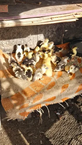FILHOTES DE PATO À VENDA 