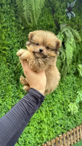 Spitz alemão macho