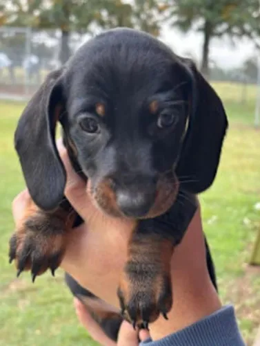 Basset Mini Filhotes Dachshund Cofap.