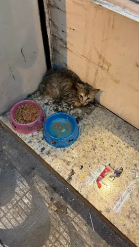 Gata filhote abandonada