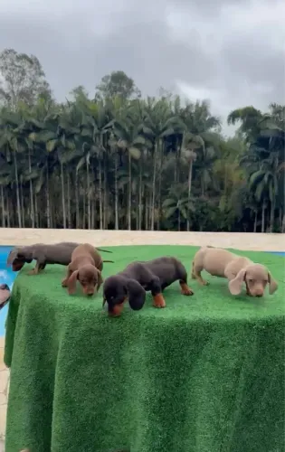 Dachshund (Basset) (salsicha) (Cofap) ( teckel)