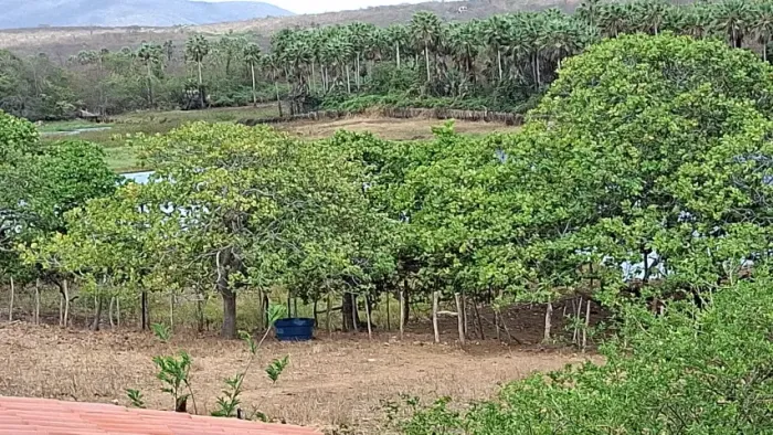 Fazenda em Caucaia - Tucunduba - 300.000m²