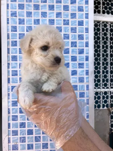 Poodle toy