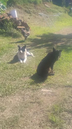 Ótima raça de cães para lidar com criação de animais 