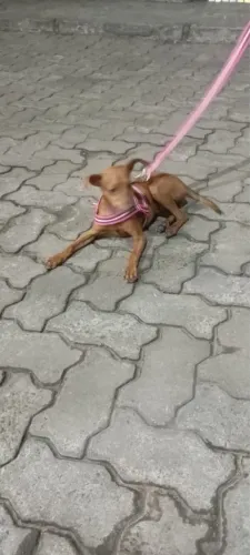 Raça pinscher 01