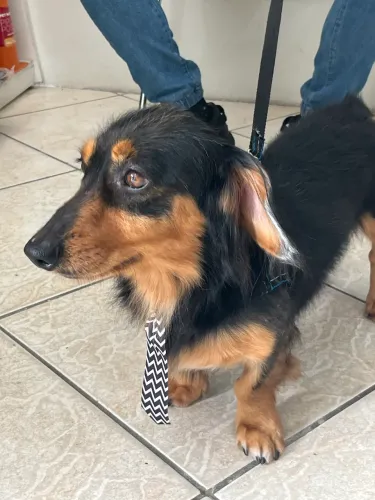 Doa-se cachorro salsicha