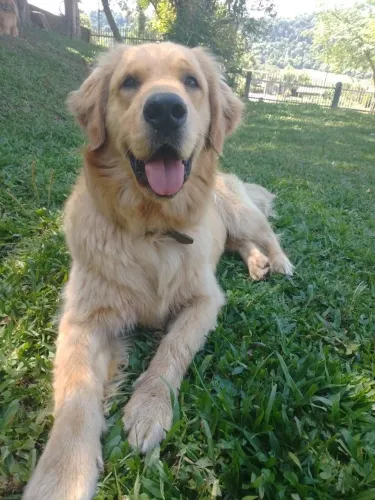 Vendo golden retriever adulto