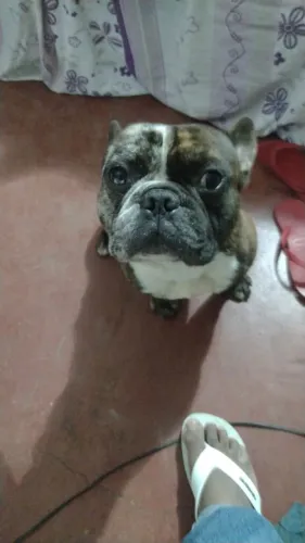 Bulldog francês macho