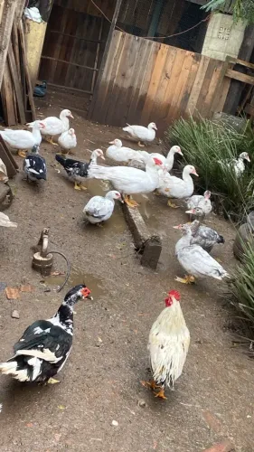 Patos de 6 meses e um ano