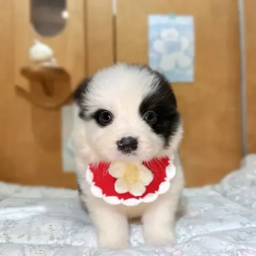 Bebezinho Border Collie brincalhao e com saude em dia