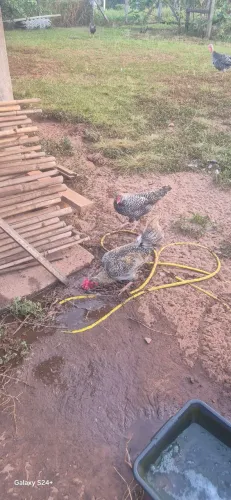 Casal mestiços