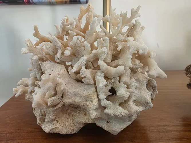 Esqueleto de recife de coral trazido da tailândia, enfeite ou hardscape de aquário