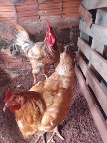Galinhas e galos para venda