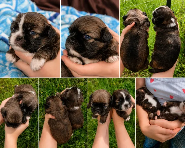 Shih tzu macho- Linhagem chocolate olhos azuis