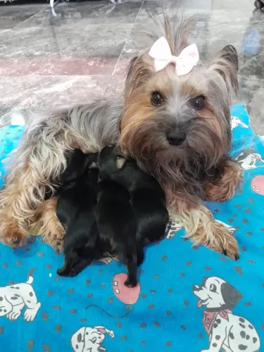 Filhote de Yorkshire