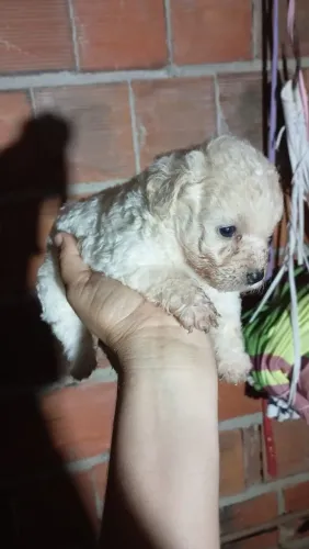 Poodle macho e femea