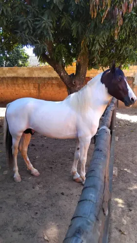 Cavalo