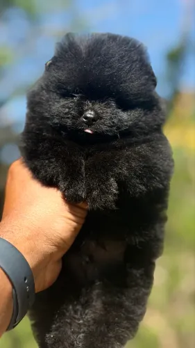 SPITZ ALEMÃO MACHINHO