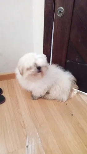 Vendo uma linda cachorrinha na cor branca dócil 