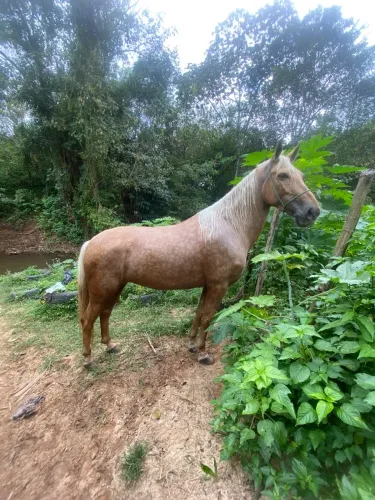 Égua de luxo