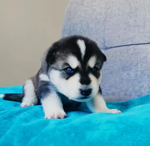 Husky siberiano Um coração puro dentro de um corpinho peludo