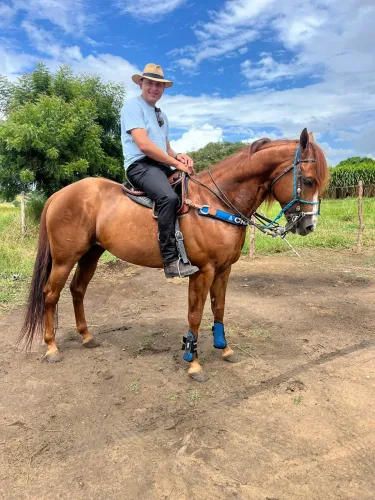 Cavalo quarto de milha puro de Origem 