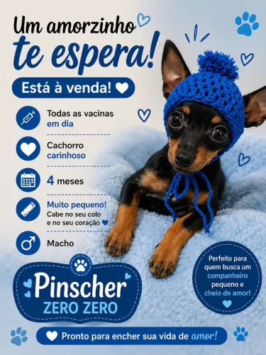 Vendo Pinscher Zero Macho.