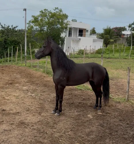 Mangalarga Marchador - Marcha picada