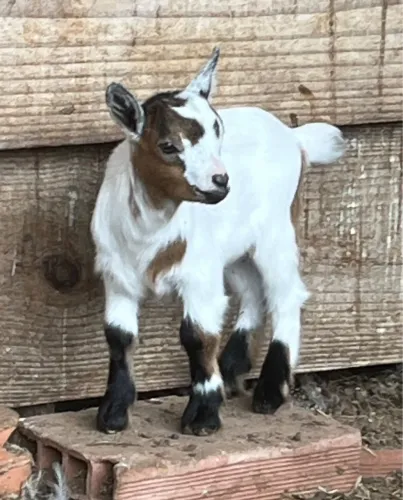 Mini cabra 