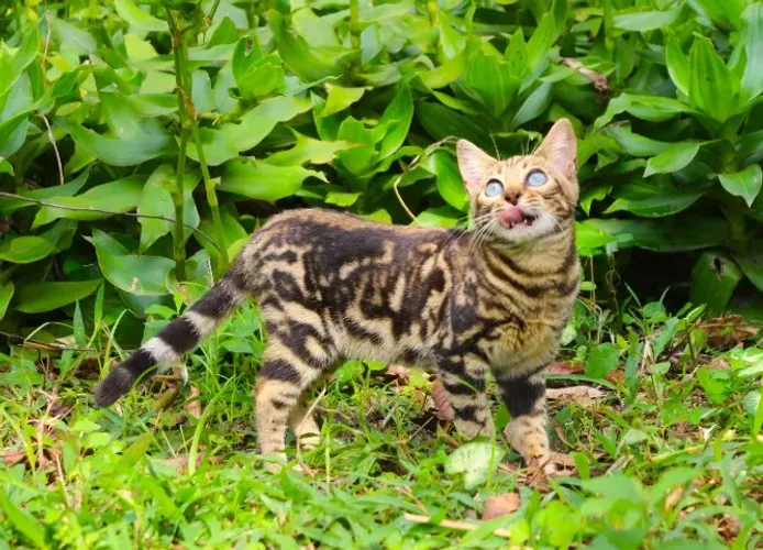 Bengal Filhote