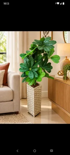 lindo vaso torre com folhagem de schefflera permanente