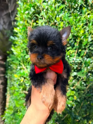 Machinho micro Yorkisere