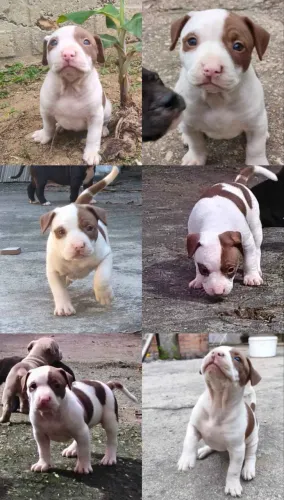 DOAÇÃO DE FILHOTES DE PITBULL - CONTATO SOMENTE PELO WHATSAPP