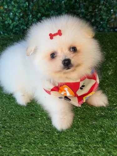 Lulu da pomerania 