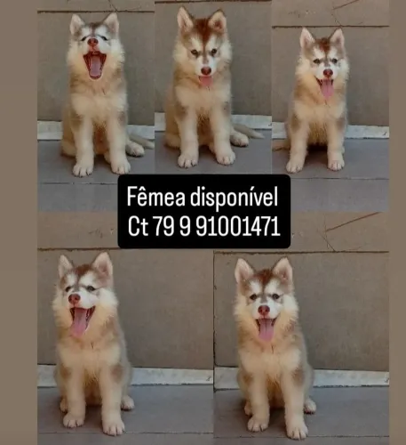 Husk siberiano fêmea