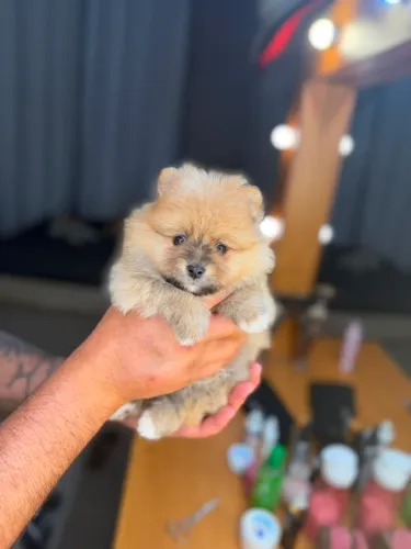 Lulu da pomerania 