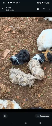 Vendo porquinho da índia peruano 