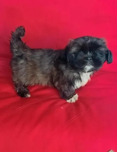 Lindo E Perfeito... Machinho de Lhasa Apso disponível para entrega