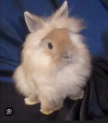 Coelhos mini lion