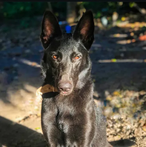 Doa-se Pastora Belga