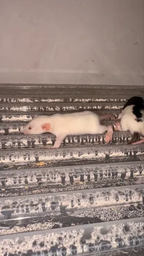 Rato Twister 