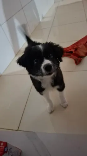 Venda de um filhote de border collie