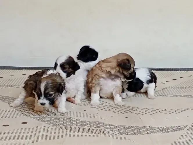 Cachorro