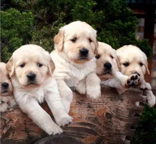 Golden Retriever Filhotes Belíssimos.