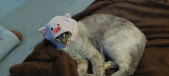 Touquinha pra Gato