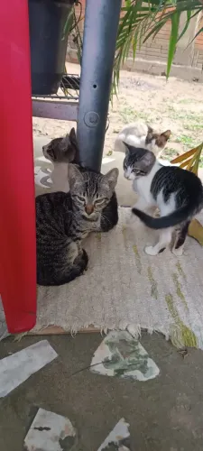 Gatos filhotes 