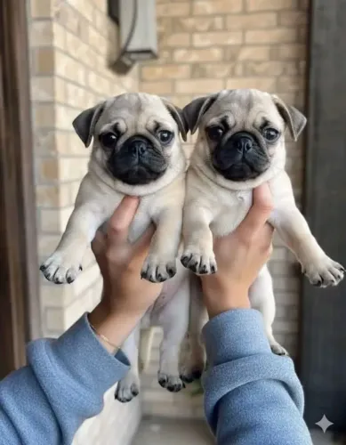 Pug O camisa 9 da fofura chegou